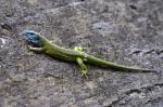 Green Lizard (Lacerta viridis)