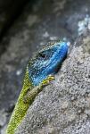 Green Lizard (Lacerta viridis)