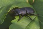 Lesser Stag Beetle (Dorcus parallelipipedus)