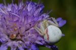 Common daisy (Communia primula)