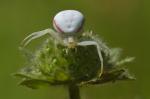 Common daisy (Communia primula)