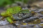 Green Lizard (Lacerta viridis)