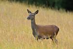 Red Deer (Cervus elaphus)