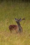 Sika deer (Cervus nippon nippon)