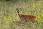  roe Deer ( Capreolus capreolus )