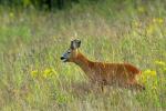  roe Deer ( Capreolus capreolus )