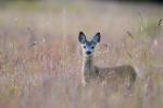  roe Deer ( Capreolus capreolus )