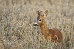  roe Deer ( Capreolus capreolus )