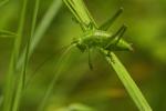 Grasshopper green (Lucusta viridis)