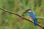 Kingfisher (Alcedo atthis)