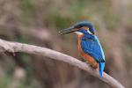 Kingfisher (Alcedo atthis)