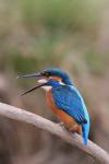 Kingfisher (Alcedo atthis)