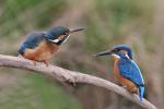 Kingfisher (Alcedo atthis)