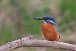 Kingfisher (Alcedo atthis)