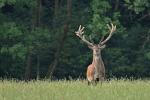 Red Deer (Cervus elaphus)