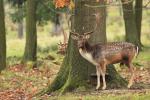 Fallow Deer (Dama dama)