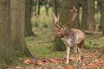 Fallow Deer (Dama dama)