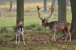 Fallow Deer (Dama dama)