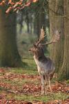 Fallow Deer (Dama dama)