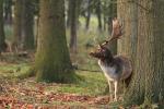 Fallow Deer (Dama dama)