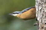 Eurasian Nuthatch (Sitta europaea)