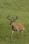 White-tailed deer (Odocoileus virginianus)