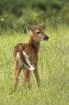 White-tailed deer (Odocoileus virginianus)