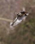 Little Owl (Athene noctua)