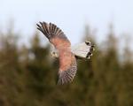 Poštolka pestrá (Falco sparverius)