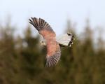 sparrow kestrel (Falco sparverius)