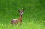  roe Deer ( Capreolus capreolus )