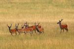 Sika deer (Cervus nippon nippon)