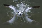 Pied Avocet (Recurvirostra avosetta)