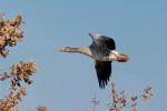 Bean goose (Anser fabilis)