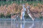 Sika deer (Cervus nippon nippon)