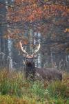 Sika deer (Cervus nippon nippon)