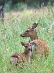 Sika deer (Cervus nippon nippon)