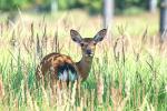 Jelen sika japonský (Cervus nippon nippon)