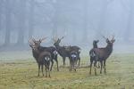 Sika deer (Cervus nippon nippon)