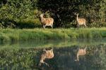 Sika deer (Cervus nippon nippon)