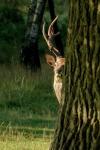 Sika deer (Cervus nippon nippon)