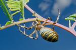 Křižák pruhovaný (Argiope bruennichi)