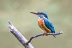 Kingfisher (Alcedo atthis)