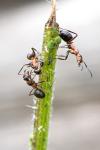 Reddish-brown European ant (Formica rufa)