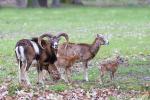 Mouflon (Ovis musimon)