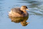 Potápka malá (Tachybaptus ruficollis)