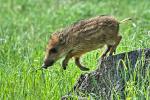  Wild Boar ( Sus scrofa)