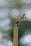 Vagrant Darter (Sympetrum vulgatum)