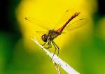 Vážka rudá (Sympetrum sanguineum)