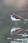 Green Sandpiper (Tringa ochropus)